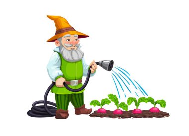 Cüce karakter mahsulleri suluyor. İzole edilmiş çizgi film karakteri elf bahçıvanı sebzelerle ilgilenir, neşeyle bahçeyi hortumla sular, büyüleyici bir ekin sahnesi yaratır.