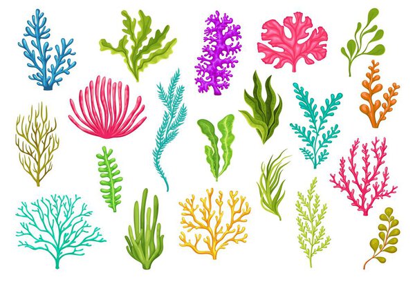 Cartoon sea underwater algae seaweed plants. Isolated vector set of aquarium, coral reef wildlife nature biodiversity. Ocean and undersea water life, weeds and wracks, laminaria, kelp, marine flora