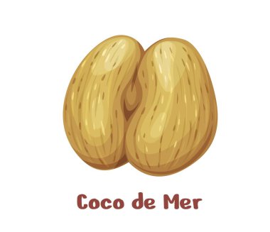 Coco de mer nut or sea coconut, uncommon plant seed kernel for food, vector icon. Uncommon tropical nuts of Seychelles, Lodoicea or Coco de mer and or sea coconut peeled for edible seed foodstuff clipart