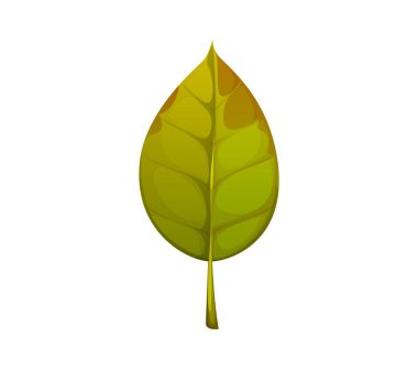 Çizgi film sonbahar yeşil yaprağı kenarlarında ince kahverengimsi sonbahar gölgeleri ve görünür damarları olan pürüzsüz, simetrik şekli. İzole vektör ağaç yaprakları, doğal orman elementleri, bahçe bitkileri.