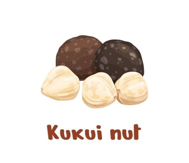 Alışılmadık kukui fındıkları. Yağ ve tıbbi özellikleriyle bilinen vektör kahverengi ve beyaz tohumlar. Kukui tohumları, yağ asitleri bakımından zengin doğal kozmetik ürünleri, nemlendirici ve deriyi iyileştirmek için kullanılır.