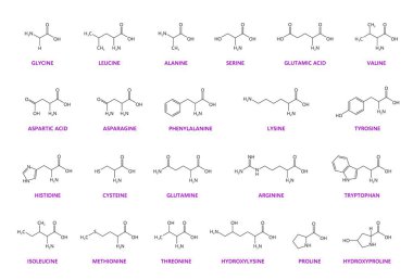 Amino asit kimyasal molekülleri ve temel zincir yapıları, vektör moleküler formülü. Glisin, lizin ve glutamin, arjinin ve lökosin amino asitler moleküler yapılar ve zincir formülleri.