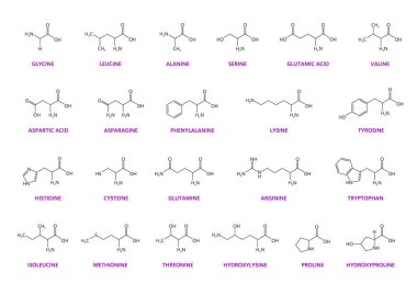 Amino asit kimyasal molekülleri ve temel zincir yapıları, vektör moleküler formülü. Glisin, lizin ve glutamin, arjinin ve lökosin amino asitler moleküler yapılar ve zincir formülleri.