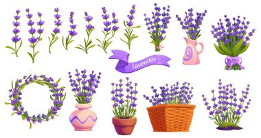 Çiçek saksılarında, çelenklerde ve buketlerde lavanta çiçekleri, Provence vektörü veya Fransız tasarımı. Karikatür lavanta çiçekleri pembe kaplarda ve hasır sepetin içinde düğün veya bahçe bitkisi kozmetik ürünleri için kurdele pankartı ile