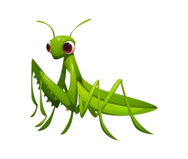 Çizgi film komik peygamber devesi böceği karakteri canlı yeşil bir vücut ve anlamlı büyük gözler içerir. Peygamberdevesi böceği ya da Mantid din böceği için izole edilmiş vektör. Vahşi yaşam yırtıcısı, doğal yaratık.