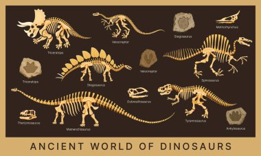 Dinozor fosilleri, iskeletleri ve kemikleri olan dinozor müzesi posteri, tarih öncesi hayvan kafatası ve ayak izi taşları. Vektör triceratops, tyrannosaurus, velociraptor ve stegosaurus dinozor fosilleri