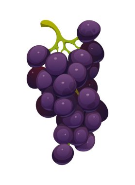 Canlı yeşil bir saptan sarkan parlak, koyu mor üzümler. Karikatür vektörü olgunlaşmış meyve, Şükran Günü ve sonbahar hasat sembolü, doğal tazeliği, sağlığı ve şarapçılığı vurguluyor.