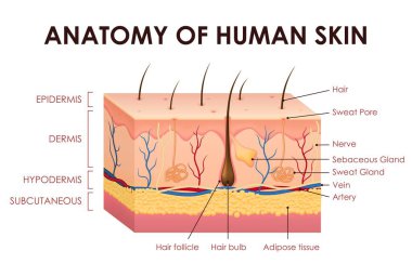 İnsan derisi yapısı anatomi vektör eğitim diyagramı ayrıntılı epidermi, dermis, deri altı tabakaları, deri altı folikülleri, yağ bezleri, ter bezleri, damarlar ve adipoz doku göstermektedir.