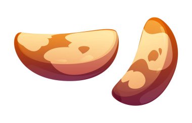 Çizgi film çiğ Brezilya fındık çekirdekleri. İzole vektör büyük, kıvrımlı, düzgün yenilebilir ve soyulmuş kremalı tohumlar. Selenyum açısından zengin organik vejetaryen yiyecekler. Sağlıklı tropik atıştırmalık, doğal yemek malzemesi.