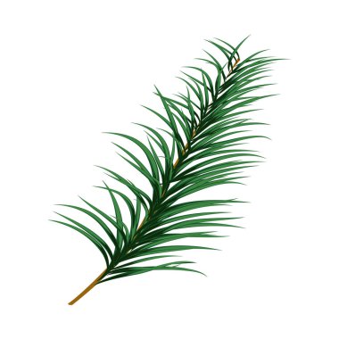 Noel (Yeni Yıl) köknar dalı elementi. Vektör illüstrasyonu.