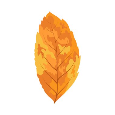 Sonbahar dişbudak ağacı yaprağı. Yaprak düştü. Vektör illüstrasyonu.