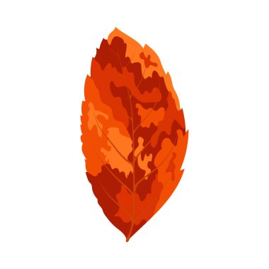 Sonbahar dişbudak ağacı yaprağı. Yaprak düştü. Vektör illüstrasyonu.