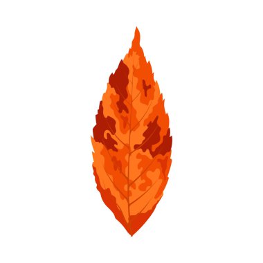 Sonbahar dişbudak ağacı yaprağı. Yaprak düştü. Vektör illüstrasyonu.