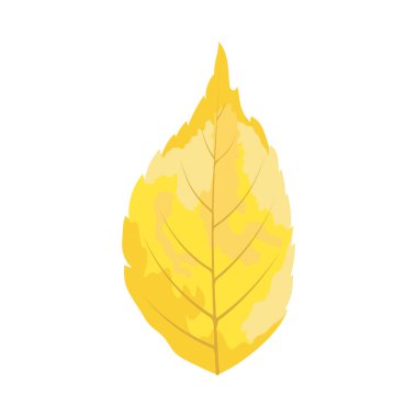 Sonbahar dişbudak ağacı yaprağı. Yaprak düştü. Vektör illüstrasyonu.