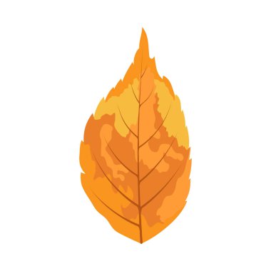 Sonbahar dişbudak ağacı yaprağı. Yaprak düştü. Vektör illüstrasyonu.