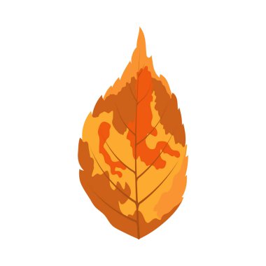 Sonbahar dişbudak ağacı yaprağı. Yaprak düştü. Vektör illüstrasyonu.