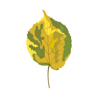 Sonbahar ıhlamur yaprağı. Yaprak düştü. Vektör illüstrasyonu.