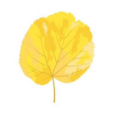 Sonbahar ıhlamur yaprağı. Yaprak düştü. Vektör illüstrasyonu.