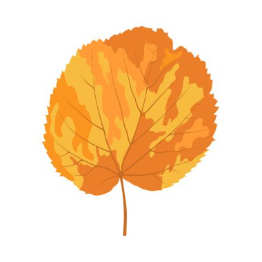 Sonbahar ıhlamur yaprağı. Yaprak düştü. Vektör illüstrasyonu.