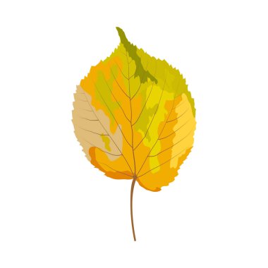 Sonbahar ıhlamur yaprağı. Yaprak düştü. Vektör illüstrasyonu.