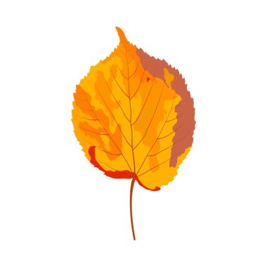 Sonbahar ıhlamur yaprağı. Yaprak düştü. Vektör illüstrasyonu.