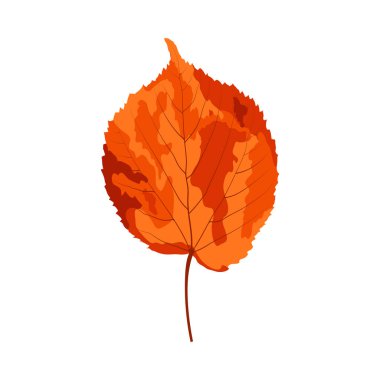 Sonbahar ıhlamur yaprağı. Yaprak düştü. Vektör illüstrasyonu.