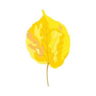 Sonbahar ıhlamur yaprağı. Yaprak düştü. Vektör illüstrasyonu.