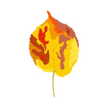 Sonbahar ıhlamur yaprağı. Yaprak düştü. Vektör illüstrasyonu.