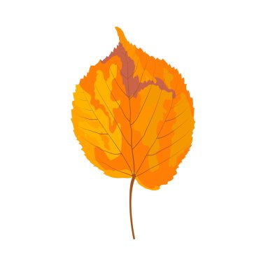 Sonbahar ıhlamur yaprağı. Yaprak düştü. Vektör illüstrasyonu.