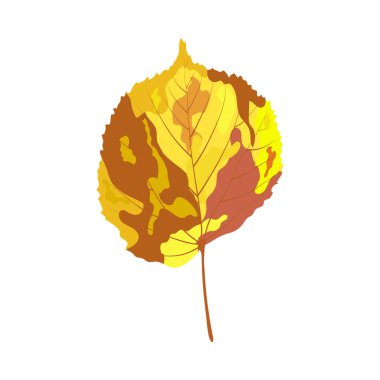 Sonbahar ıhlamur yaprağı. Yaprak düştü. Vektör illüstrasyonu.