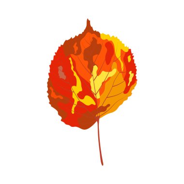 Sonbahar ıhlamur yaprağı. Yaprak düştü. Vektör illüstrasyonu.
