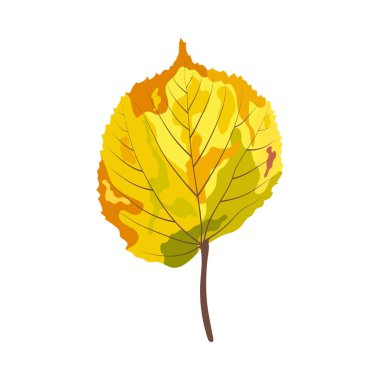Sonbahar ıhlamur yaprağı. Yaprak düştü. Vektör illüstrasyonu.