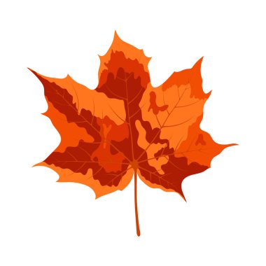 Sonbahar akçaağaç yaprağı. Yaprak düştü. Vektör illüstrasyonu.