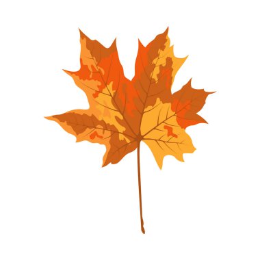 Sonbahar akçaağaç yaprağı. Yaprak düştü. Vektör illüstrasyonu.