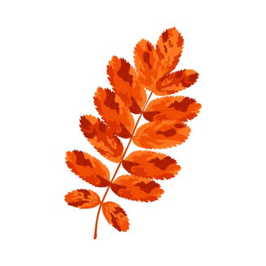 Autumn Rowan yaprağı. Yaprak düştü. Vektör illüstrasyonu.