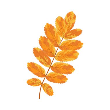 Autumn Rowan yaprağı. Yaprak düştü. Vektör illüstrasyonu.