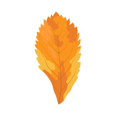 Autumn Rowan yaprağı. Yaprak düştü. Vektör illüstrasyonu.