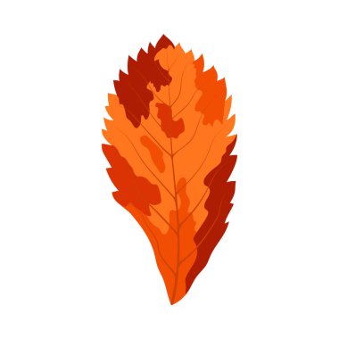 Autumn Rowan yaprağı. Yaprak düştü. Vektör illüstrasyonu.