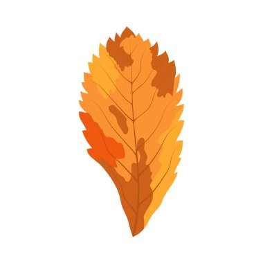 Autumn Rowan yaprağı. Yaprak düştü. Vektör illüstrasyonu.