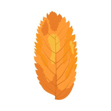 Autumn Rowan yaprağı. Yaprak düştü. Vektör illüstrasyonu.