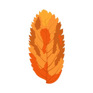 Autumn Rowan yaprağı. Yaprak düştü. Vektör illüstrasyonu.