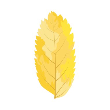 Autumn Rowan yaprağı. Yaprak düştü. Vektör illüstrasyonu.