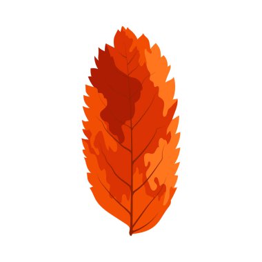 Autumn Rowan yaprağı. Yaprak düştü. Vektör illüstrasyonu.