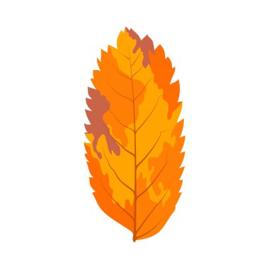 Autumn Rowan yaprağı. Yaprak düştü. Vektör illüstrasyonu.