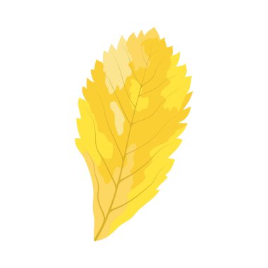 Autumn Rowan yaprağı. Yaprak düştü. Vektör illüstrasyonu.