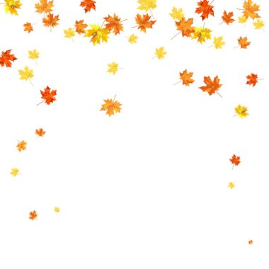 Blowing Maple 'ın Beyaz Arkaplanda Bıraktığı Sonbahar Çerçevesi. Zarif Tasarım. Vektör İllüstrasyonu.