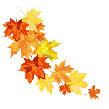 Blowing Maple 'ın Beyaz Arkaplanda Bıraktığı Sonbahar Çerçevesi. Zarif Tasarım. Vektör İllüstrasyonu.