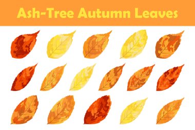 Sonbahar kül ağacı yaprağı seti. Yaprak düştü. Vektör illüstrasyonu.