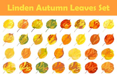 Sonbahar ıhlamur yaprağı seti. Yaprak düştü. Vektör illüstrasyonu.
