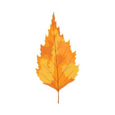Sonbahar huş ağacı yaprağı. Yaprak düştü. Vektör illüstrasyonu.